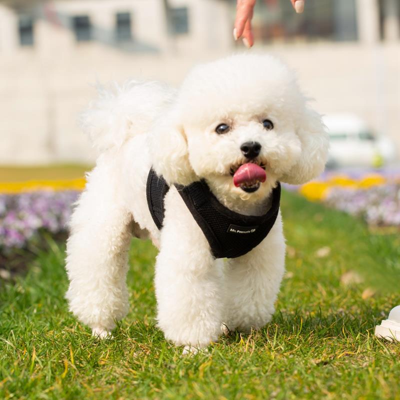 Mr. Peanut's PupTrek Soft Mesh Pet Harness with Matching Leash – Adjustable, Breathable, Choke-Free - BIG FRENCHIES