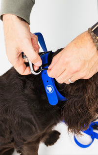 The Modern Dog Company - Royal Blue Collar (Weather + Odor Resistant) - BIG FRENCHIES