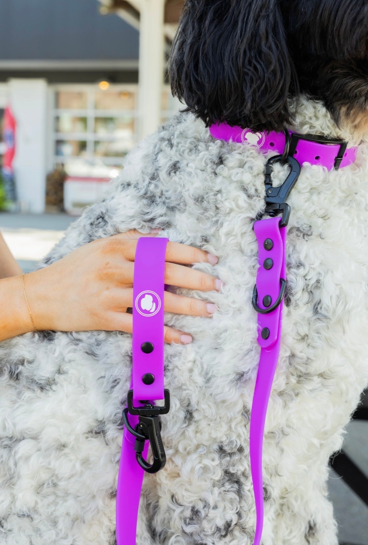 The Modern Dog Company - Electric Fuchsia Collar (Weather + Odor Resistant) - BIG FRENCHIES