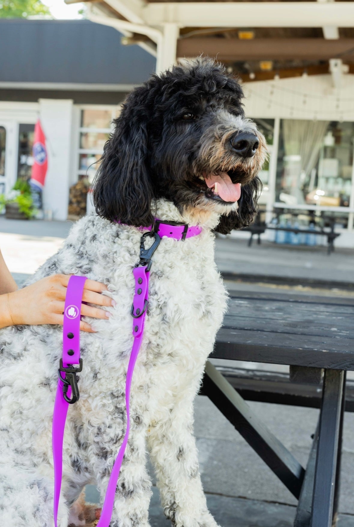 The Modern Dog Company - Electric Fuchsia Collar (Weather + Odor Resistant) - BIG FRENCHIES