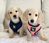 EcoBark Navy Dog Harness - Over-the-Head Soft Mesh Dog Vest Halter for Small to Medium Dogs and Puppies - BIG FRENCHIES