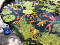Kordon Pond Amquel Liquid 16oz - Complete Water Detoxifier for Fresh & Saltwater Aquariums 2-Pack