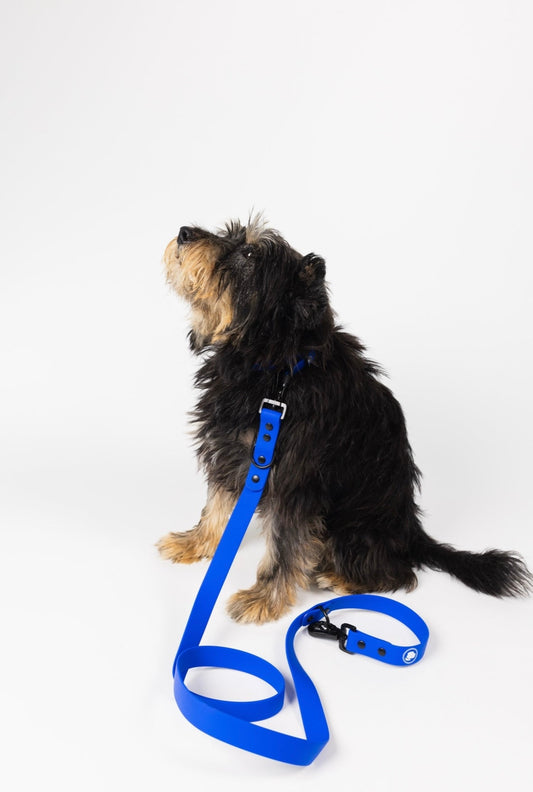 The Modern Dog Company - Royal Blue Leash (Weather + Odor Resistant) - BIG FRENCHIES