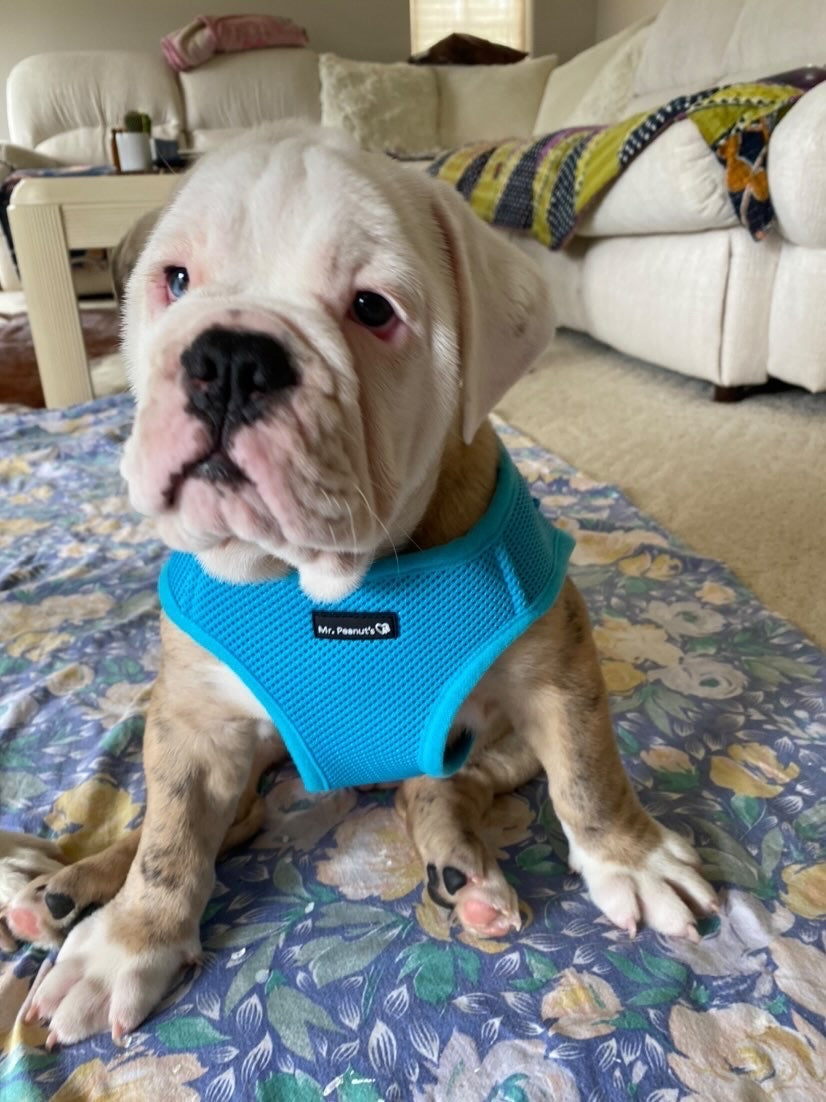 Mr. Peanut's PupTrek Soft Mesh Pet Harness with Matching Leash – Adjustable, Breathable, Choke-Free - BIG FRENCHIES