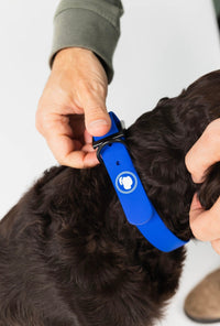 The Modern Dog Company - Royal Blue Collar (Weather + Odor Resistant) - BIG FRENCHIES