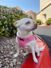 Mr. Peanut's PupTrek Soft Mesh Pet Harness with Matching Leash – Adjustable, Breathable, Choke-Free - BIG FRENCHIES