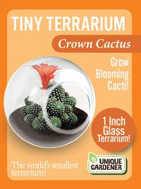 Tiny Terrarium Cactus