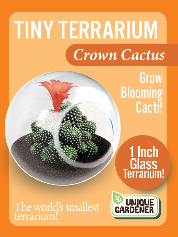 Tiny Terrarium Cactus