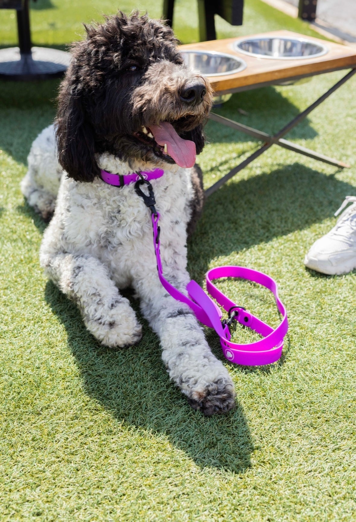 The Modern Dog Company - Electric Fuchsia Collar (Weather + Odor Resistant) - BIG FRENCHIES