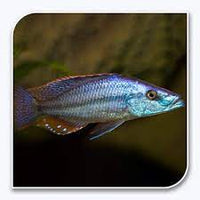 Rock-Dwelling Mbuna Cichli - Compressiceps East African Cichlid (Malawi Eyebiter)