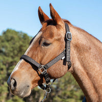 Jeffers Matching Horse Halter & Lead Rope 2 Piece Set, Full Size