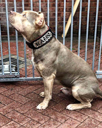 The "Kennel" collar- personalized!