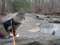Kitty Holster Cat Harness (Made in USA)
