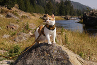 Kitty Holster Cat Harness (Made in USA)