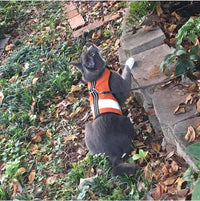 Kitty Holster Cat Harness (Made in USA Reflective Safety Harness)