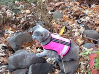 Kitty Holster Cat Harness (Made in USA Reflective Safety Harness)