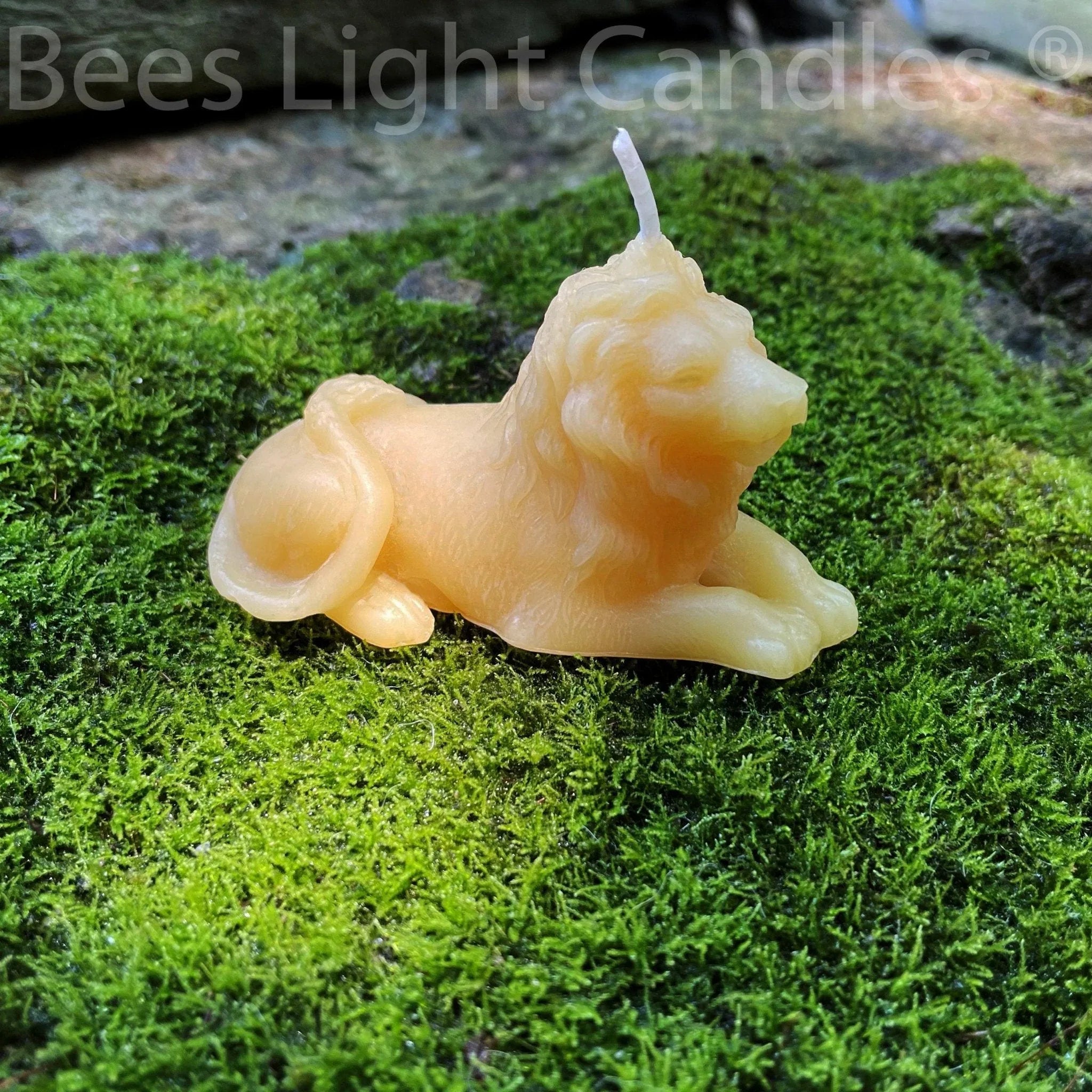 Lion Beeswax Candle - BIG FRENCHIES