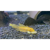 L144 Blue Eye Lemon Bristlenose Pleco (Ancistrus sp)