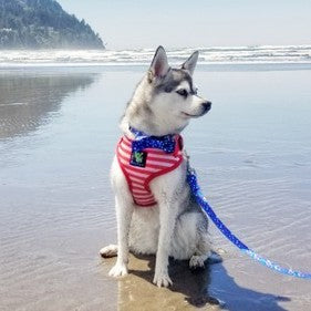 EcoBark Bow Tie Collar - Nautical Print - BIG FRENCHIES