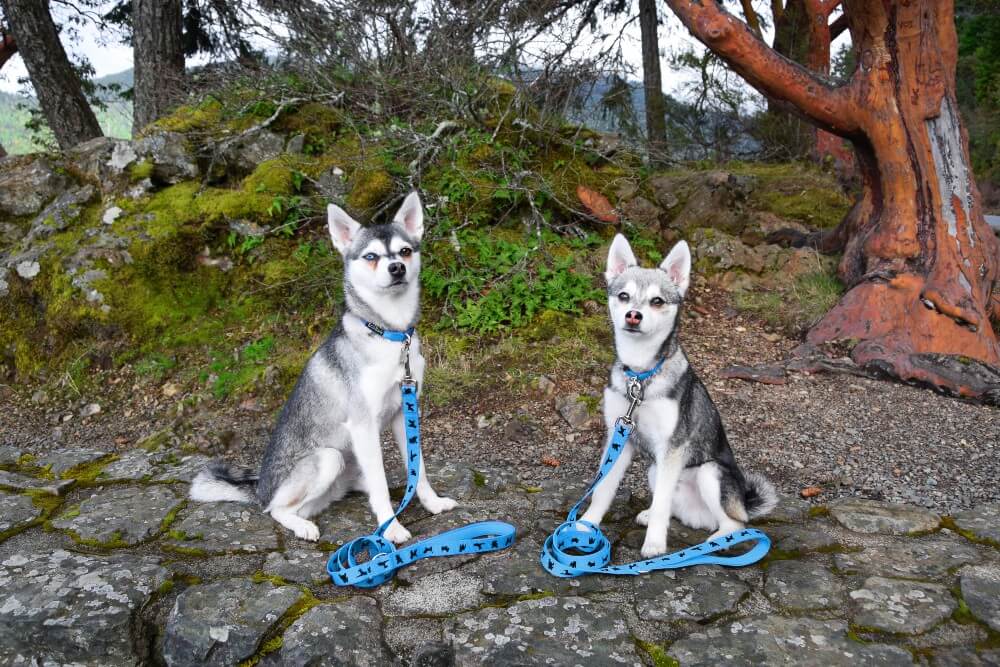 EcoBark Sky Blue Dog Leash- Padded Comfort Grip Padded Leash Dog Pattern - 4 Foot, 5 Foot, 6 Foot Leash for Small and Medium Dogs - BIG FRENCHIES