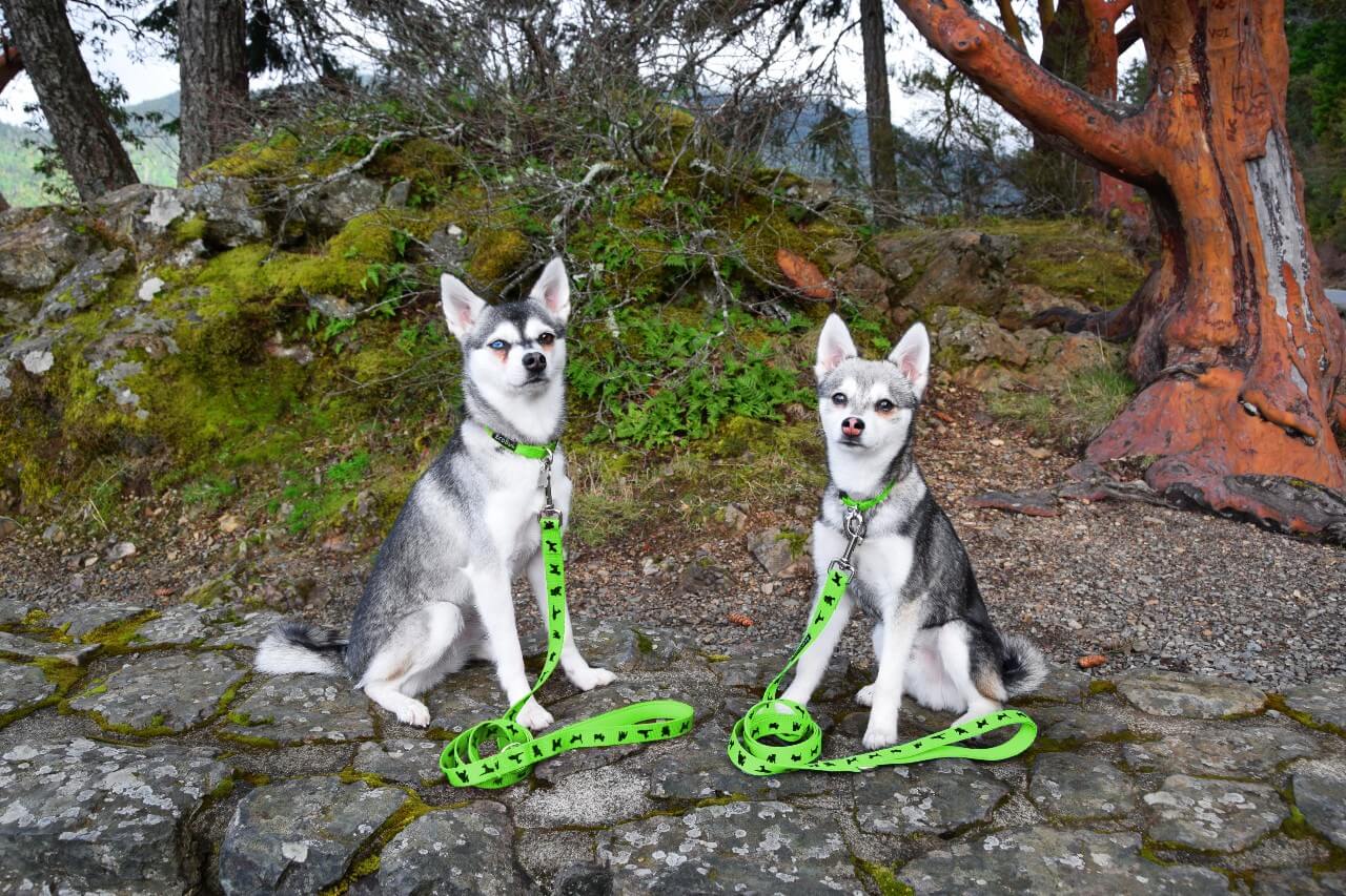EcoBark Lime Green Dog Leash- Padded Comfort Grip Leash - 4ft, 5ft, and 6ft Dog Leash for Small and Medium Dogs - BIG FRENCHIES