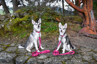 Pink Dog Leash by EcoBark - Padded Comfort Grip Leash - 4ft, 5ft, and 6ft Leash for Teacup, Small, and Medium Dogs - BIG FRENCHIES