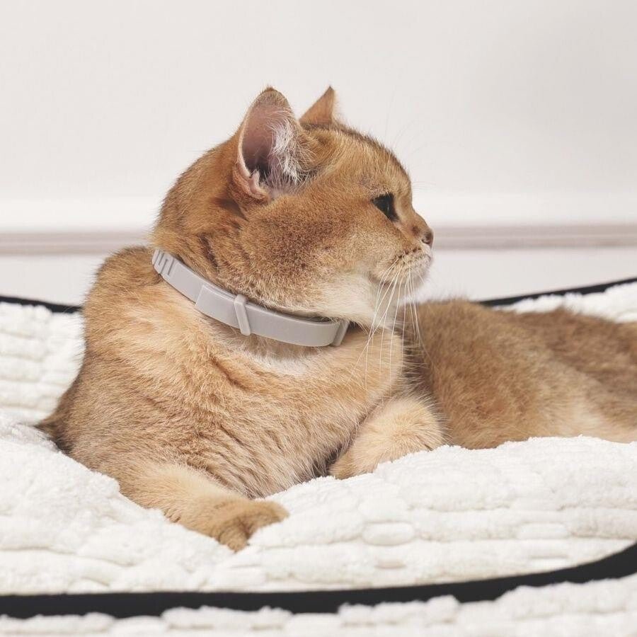 M-Pets Keep Calm Calming Cat Collar Stress Relief Grey 38cm