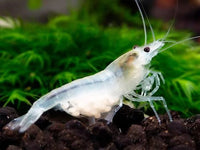 Snow Ball Shrimp