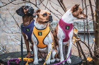 EcoBark Yellow Dog Harness - Over-the-Head Soft Mesh Dog Vest Halter for Small to Medium Dogs and Puppies - BIG FRENCHIES