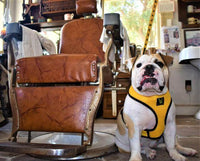 EcoBark Yellow Dog Harness - Over-the-Head Soft Mesh Dog Vest Halter for Small to Medium Dogs and Puppies - BIG FRENCHIES