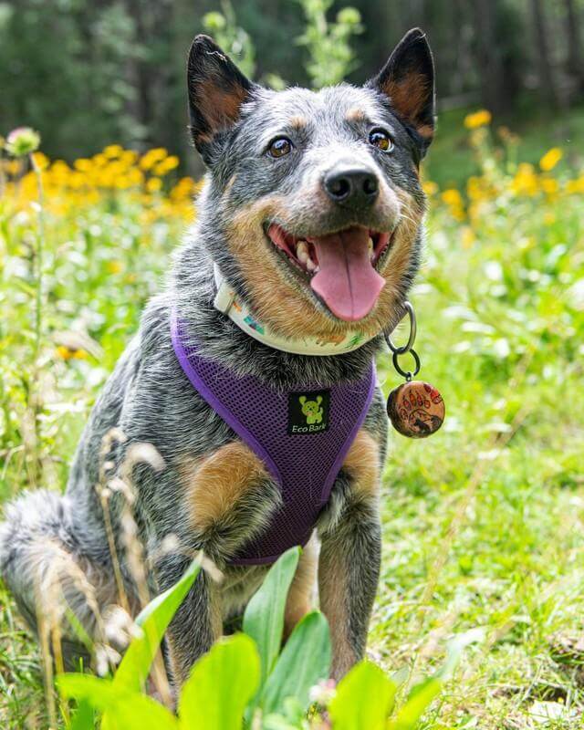 EcoBark Purple Dog Harness - Over-the-Head Soft Mesh Dog Vest Halter for Small to Medium Dogs and Puppies - BIG FRENCHIES