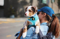 EcoBark Sky Blue Dog Harness - Over-the-Head Soft Mesh Dog Vest Halter for Small to Medium Dogs and Puppies - BIG FRENCHIES