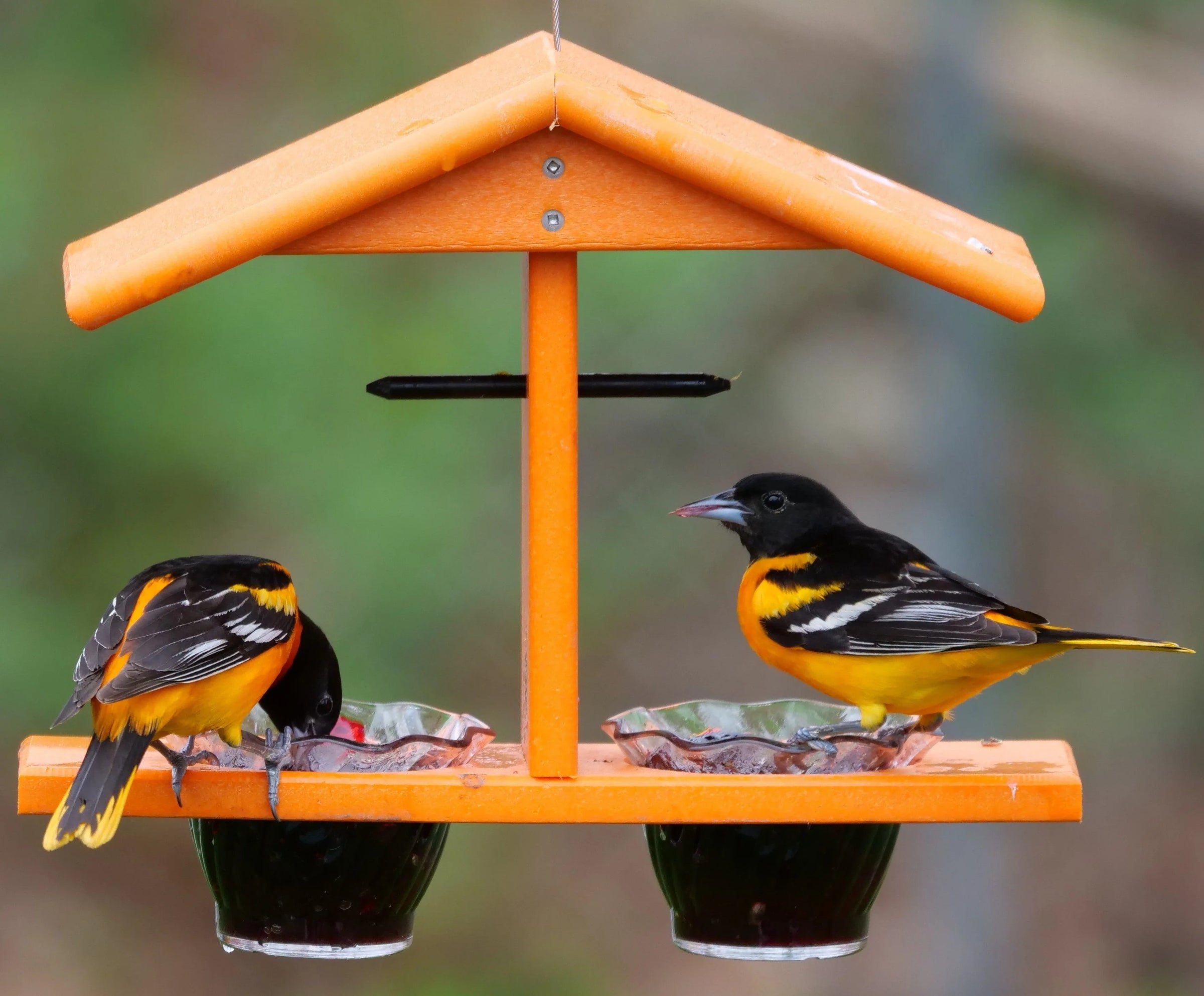 AmishToyBox.com Oriole Bird Feeder, Double-Cup Jelly Oriole Feeder with Pegs for Orange Halves - BIG FRENCHIES