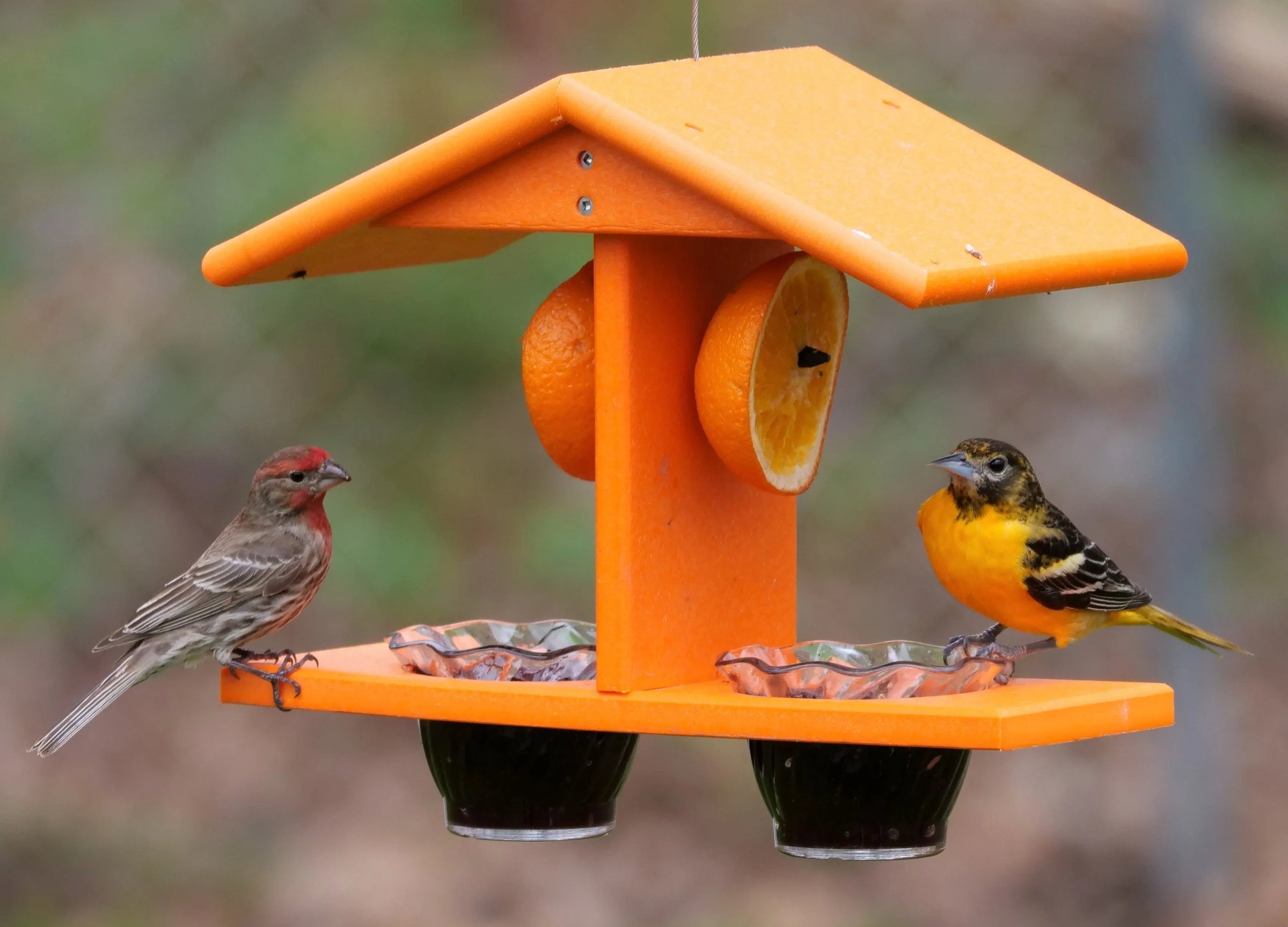 AmishToyBox.com Oriole Bird Feeder, Double-Cup Jelly Oriole Feeder with Pegs for Orange Halves - BIG FRENCHIES