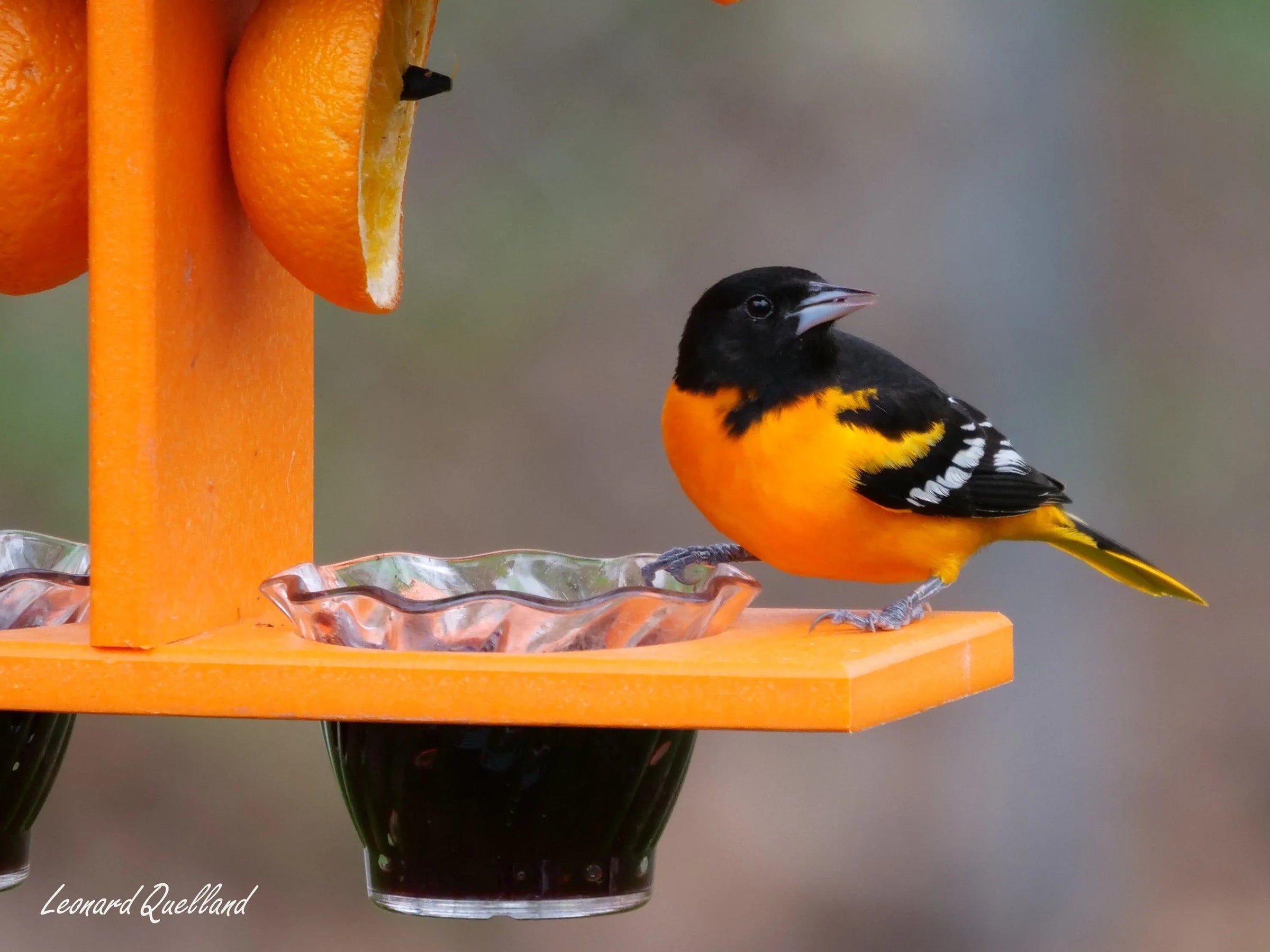AmishToyBox.com Oriole Bird Feeder, Double-Cup Jelly Oriole Feeder with Pegs for Orange Halves - BIG FRENCHIES