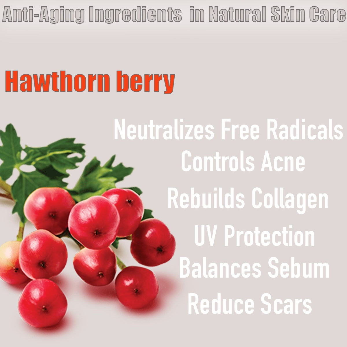 Certified Organic Skin Rejuvenator Serum Anti aging natural sunscreen alternative Botanical retinol - BIG FRENCHIES