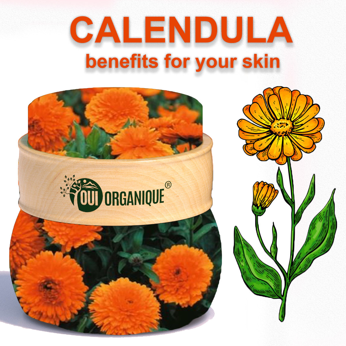 Certified Organic Rejuvenating Night cream calendula Hydrate Anti-aging Repair |Calendula flower - BIG FRENCHIES