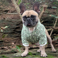 Money Print Dog Hoodie - BIG FRENCHIES