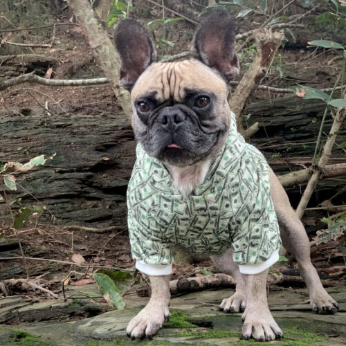Money Print Dog Hoodie - BIG FRENCHIES