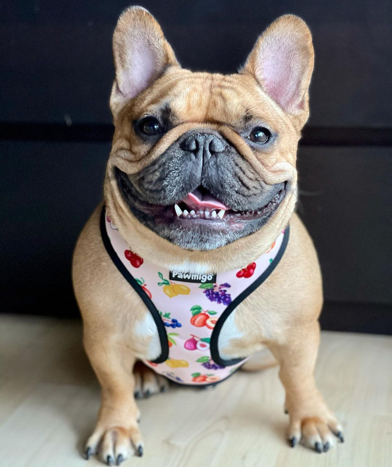 Frootie Patootie Reversible Harness – BIG FRENCHIES
