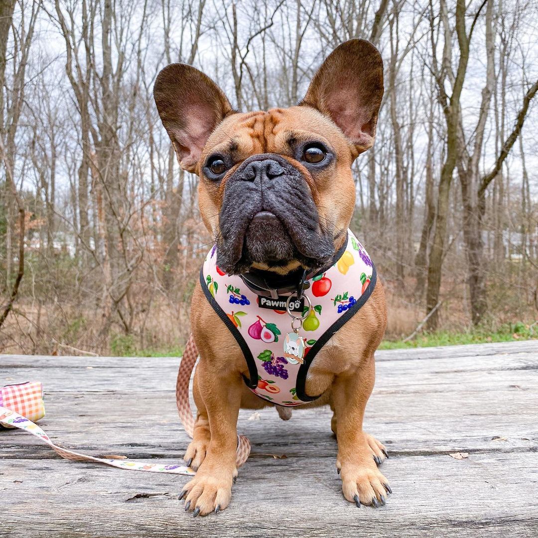 Frootie Patootie Leash Kit-Leash Kit-BIG FRENCHIES-Pawmigo