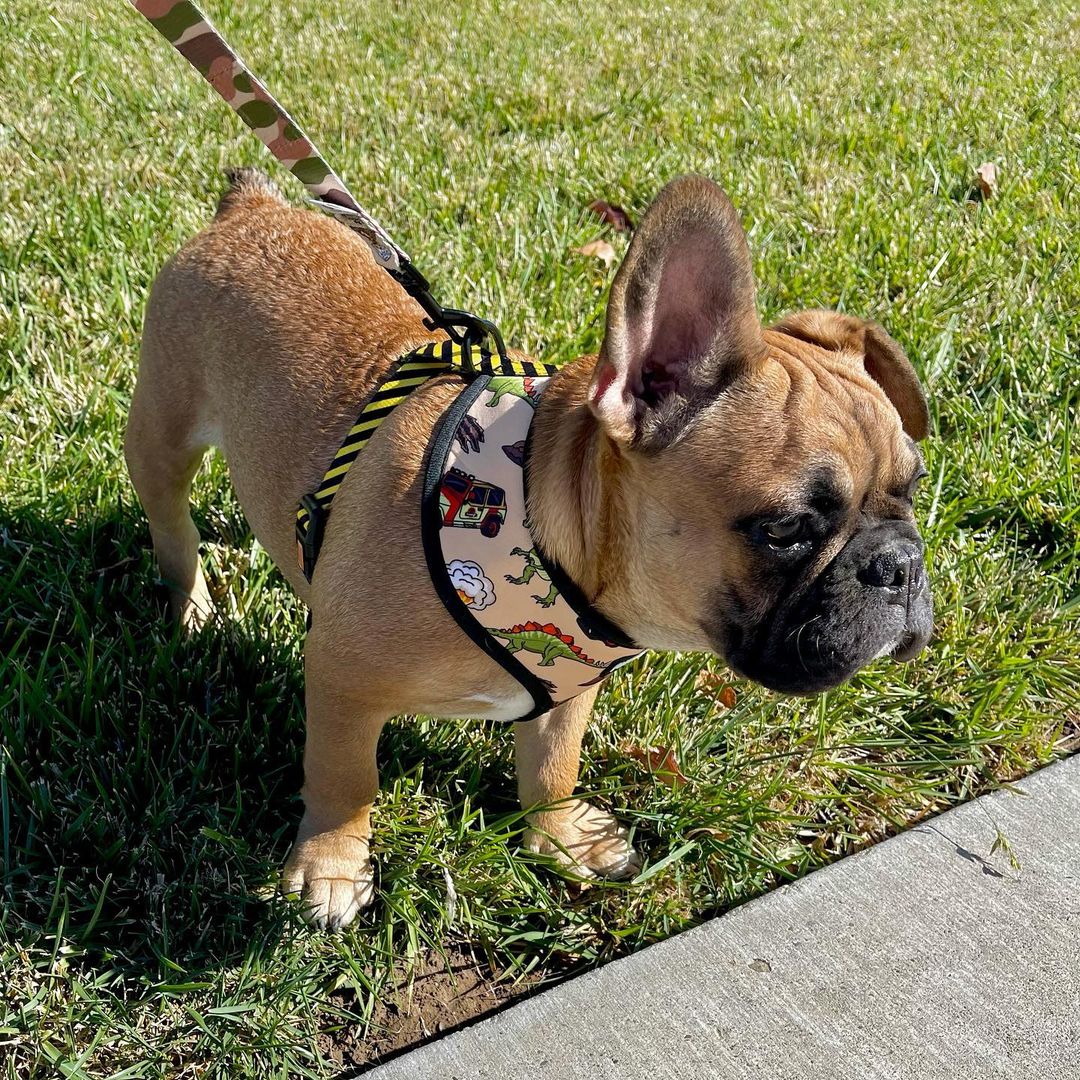 Jurassic Bark Leash Kit-Leash Kit-BIG FRENCHIES-Pawmigo