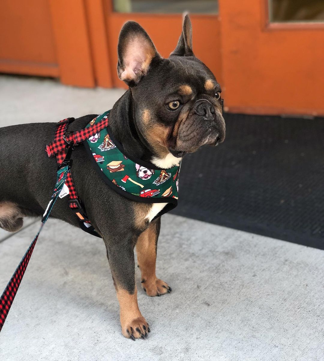 Lumbersnack Leash Kit-Leash Kit-BIG FRENCHIES-Pawmigo