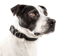 Pet Life ® 'Aero Mesh' Dual-Sided Breathable and Adjustable Thick Mesh Dog Collar - BIG FRENCHIES