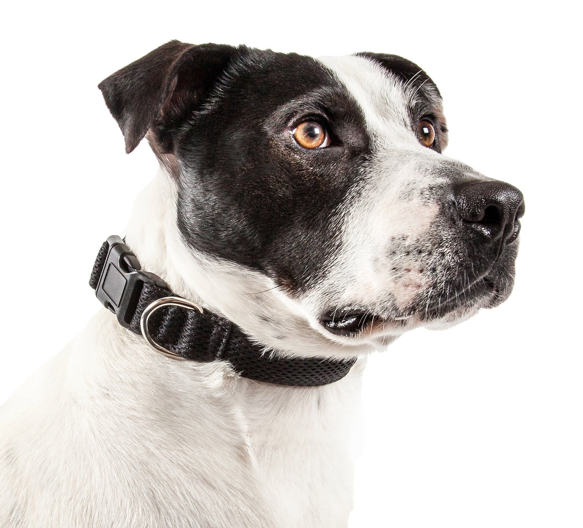 Pet Life ® 'Aero Mesh' Dual-Sided Breathable and Adjustable Thick Mesh Dog Collar - BIG FRENCHIES