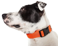 Pet Life ® 'Aero Mesh' Dual-Sided Breathable and Adjustable Thick Mesh Dog Collar - BIG FRENCHIES