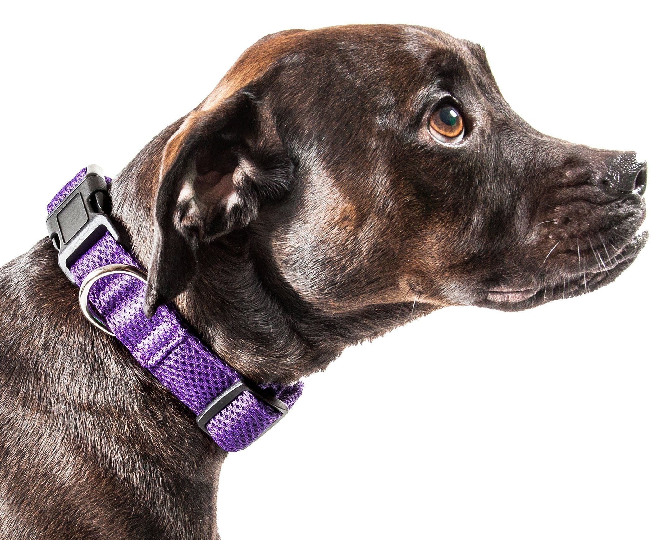 Pet Life ® 'Aero Mesh' Dual-Sided Breathable and Adjustable Thick Mesh Dog Collar - BIG FRENCHIES