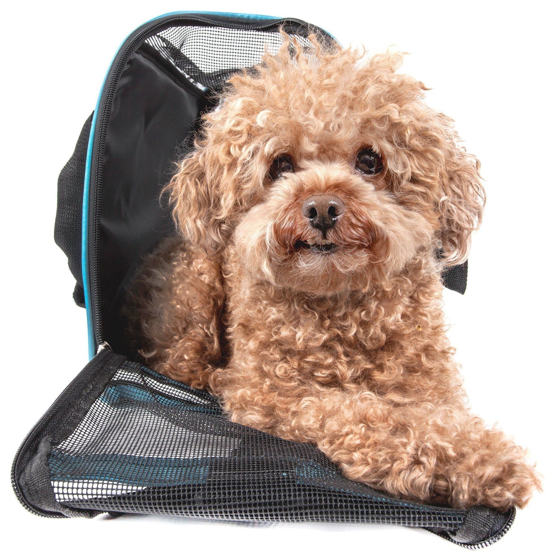 Pet Life ® 'Altitude Force' Airline Approved Sporty Zippered Folding Fashion Pet Dog Carrier - BIG FRENCHIES