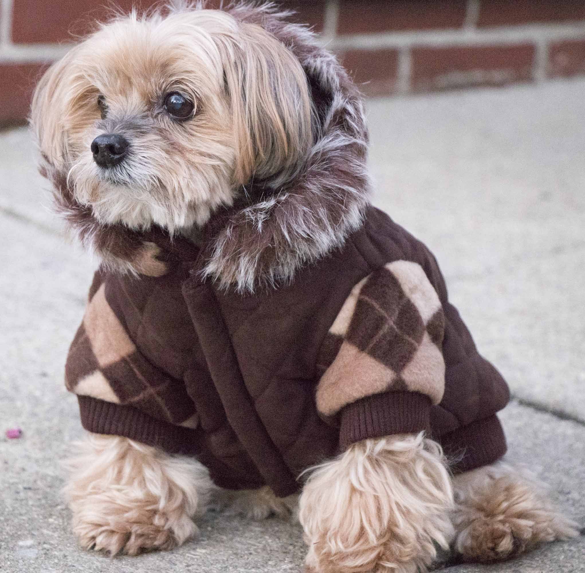 Pet Life ® 'Aygyle Style' 3M Insulated Designer Patterned Suede Dog Coat w/ Removable Hood - BIG FRENCHIES