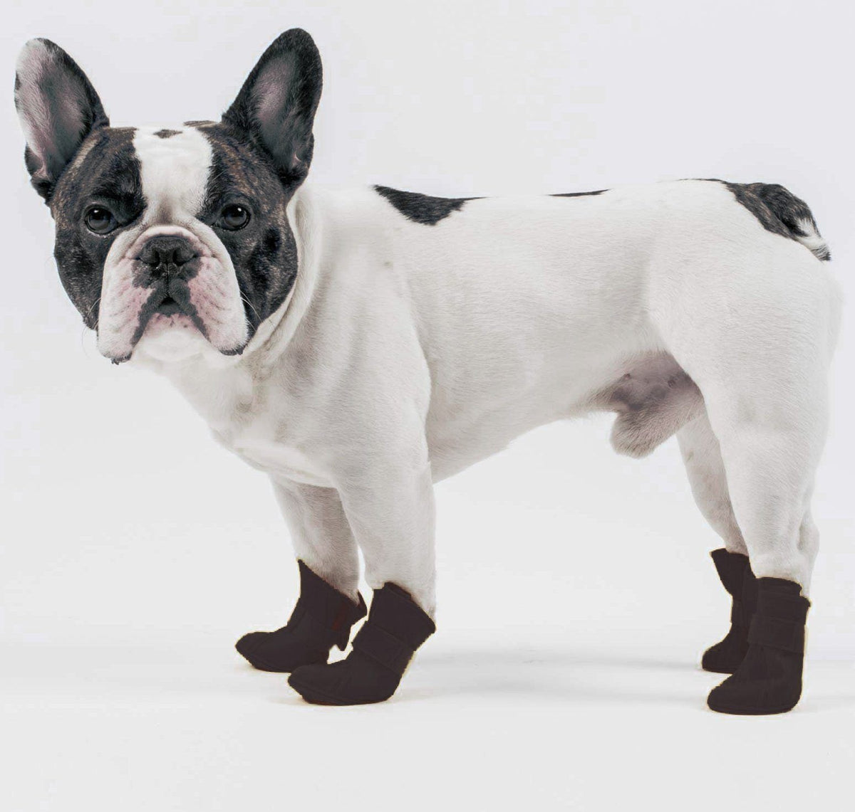 Pet Life ® Elastic Protective Multi-Usage All-Terrain Rubberized Dog Shoes - Set of 4 - BIG FRENCHIES